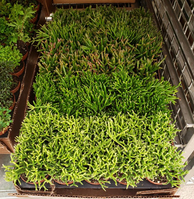 2" Rhipsalis Assortment